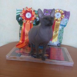 Сhulittas