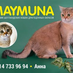 Maymuna