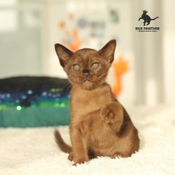 panther