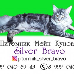 SilverBravo